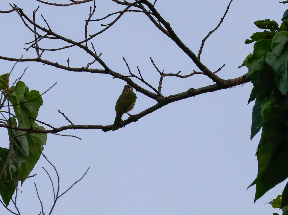 Lineated Barbet - ML618202591