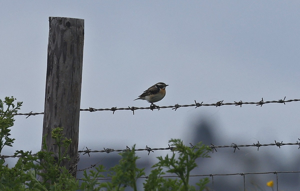 Whinchat - ML618202594