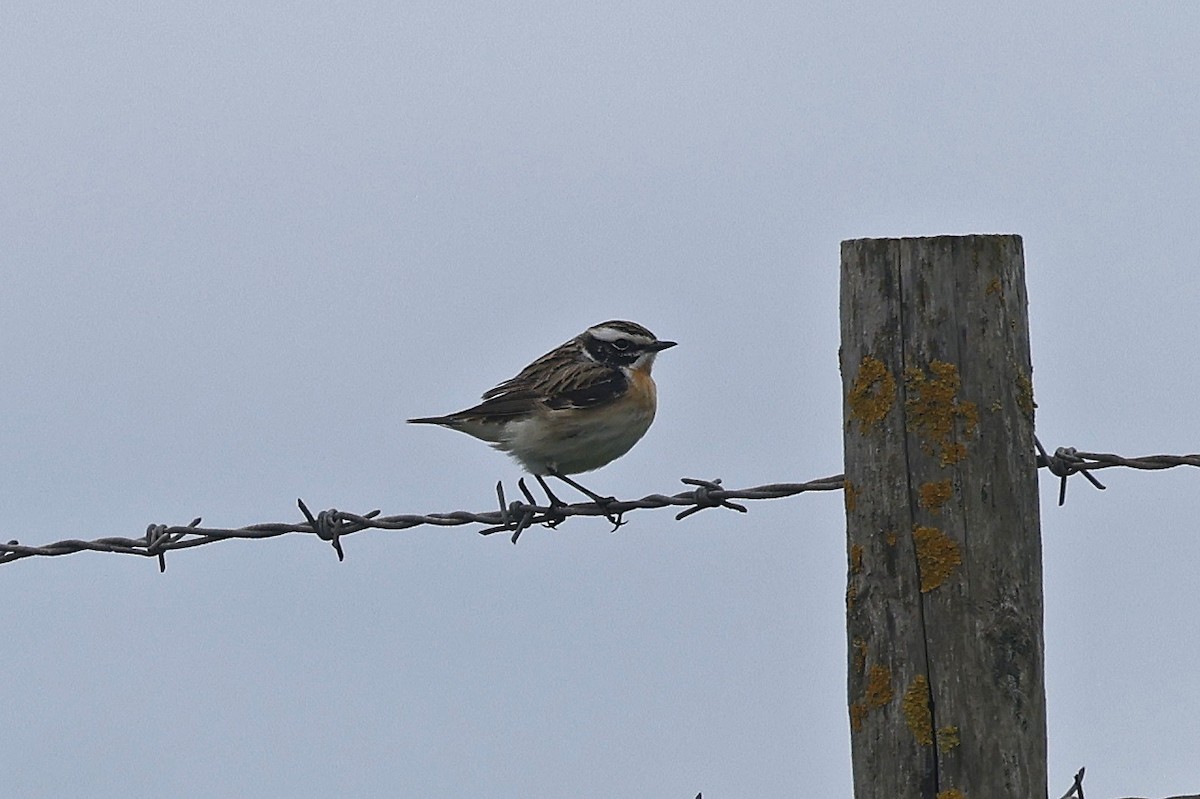 Whinchat - ML618202595
