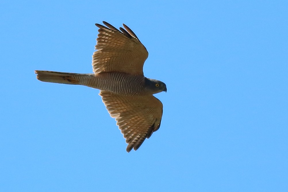 Collared Sparrowhawk - Paul Lynch