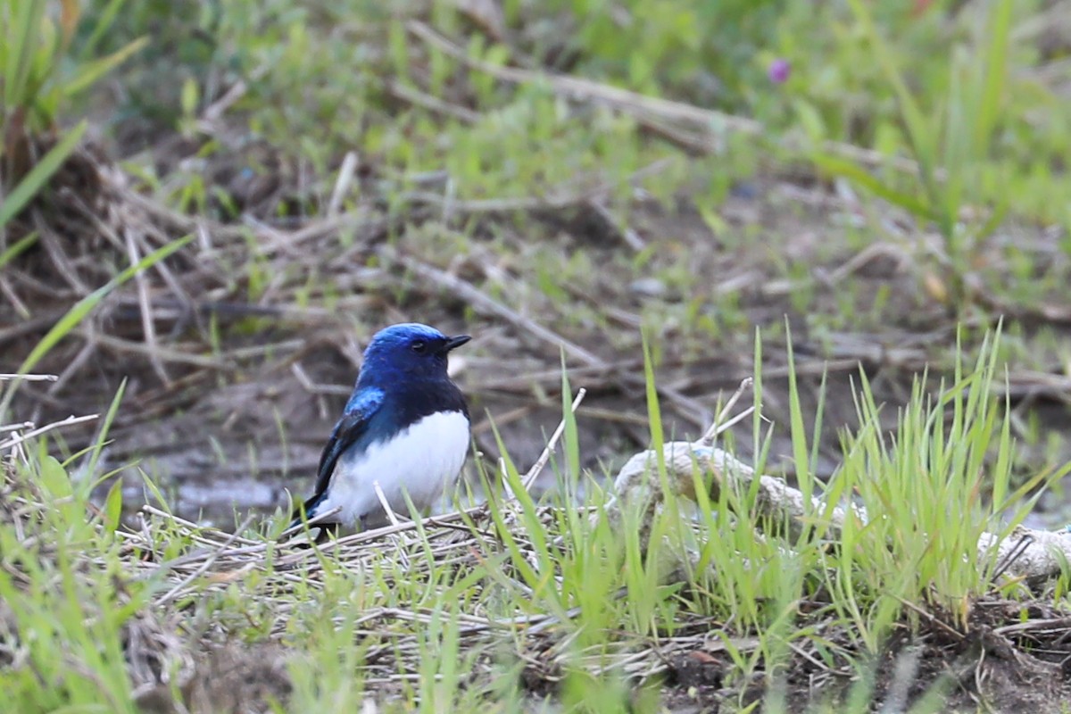 Blue-and-white Flycatcher - ML618202646