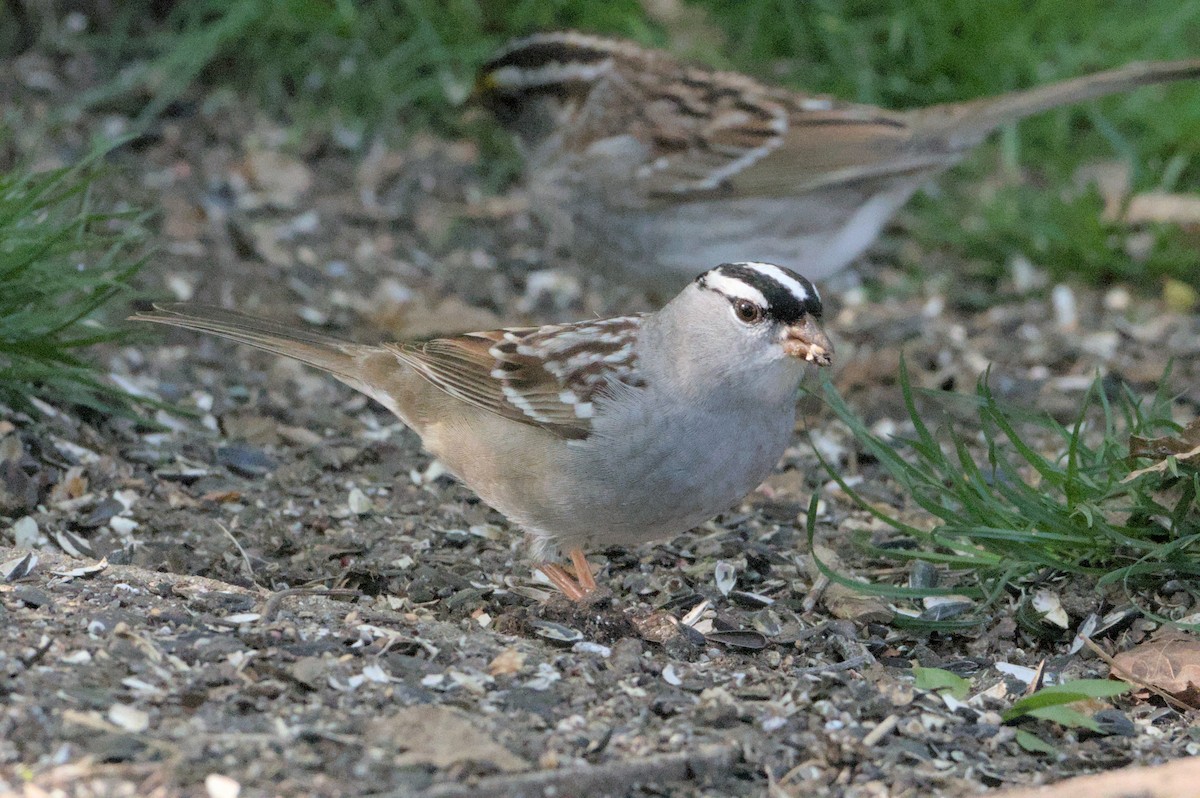 White-crowned Sparrow - ML618202656