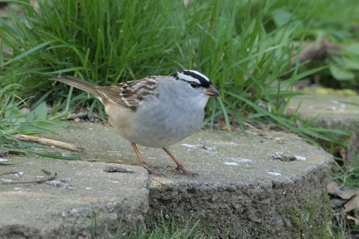 White-crowned Sparrow - Robert Howard