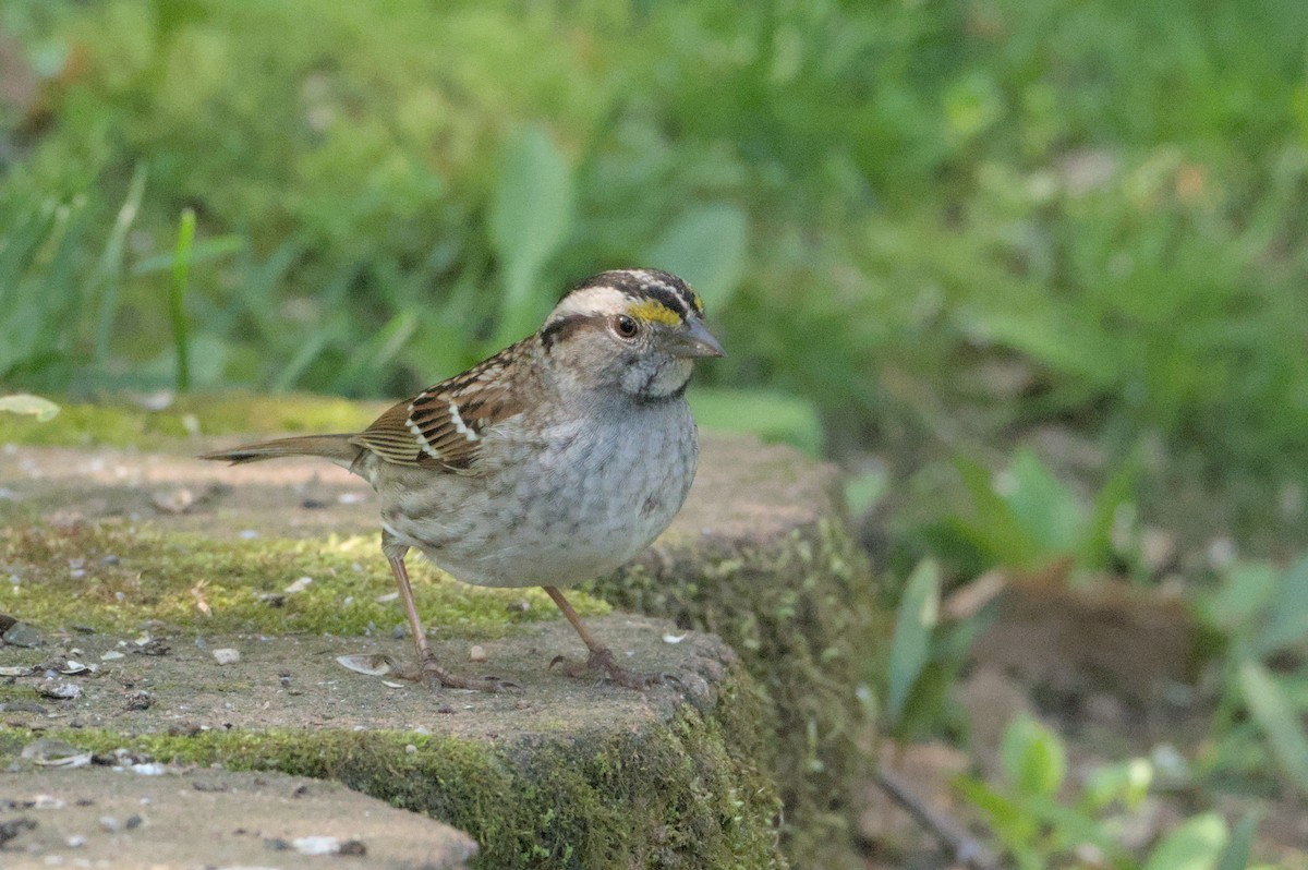 White-throated Sparrow - ML618202663