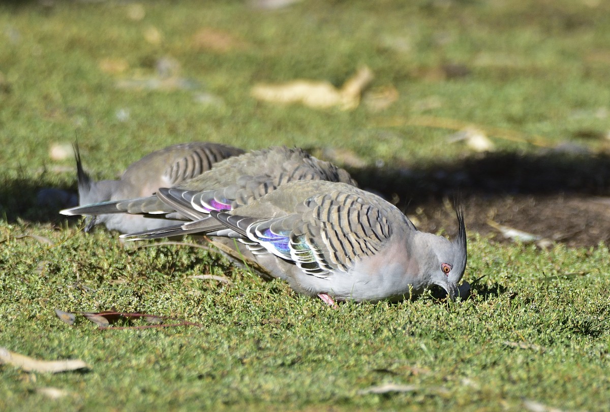 Crested Pigeon - ML618202678