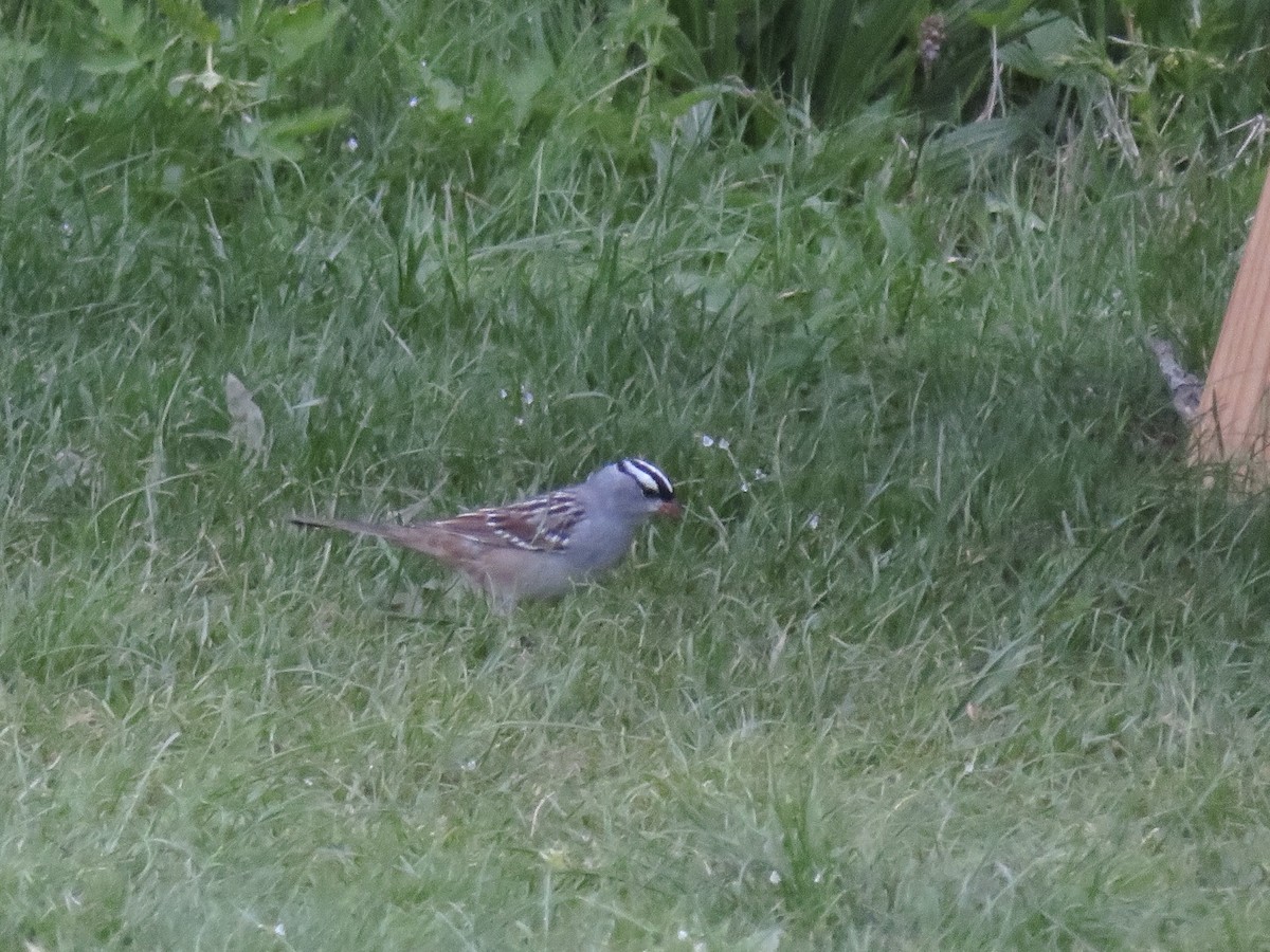 White-crowned Sparrow - ML618202679