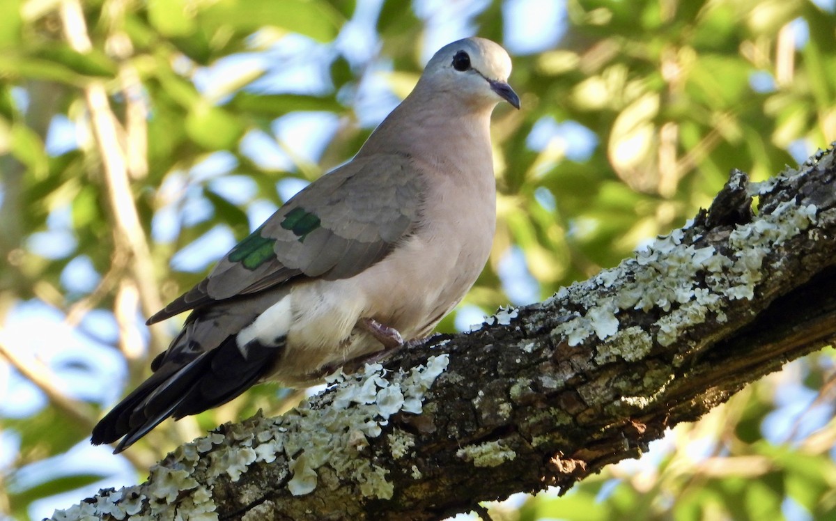 Emerald-spotted Wood-Dove - ML618202697