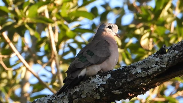 Emerald-spotted Wood-Dove - ML618202698