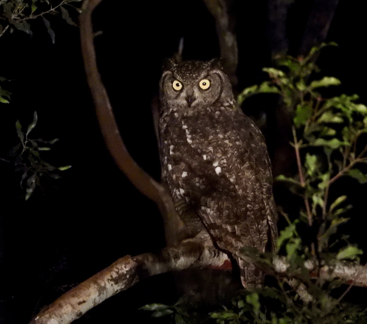 Spotted Eagle-Owl - ML618202706