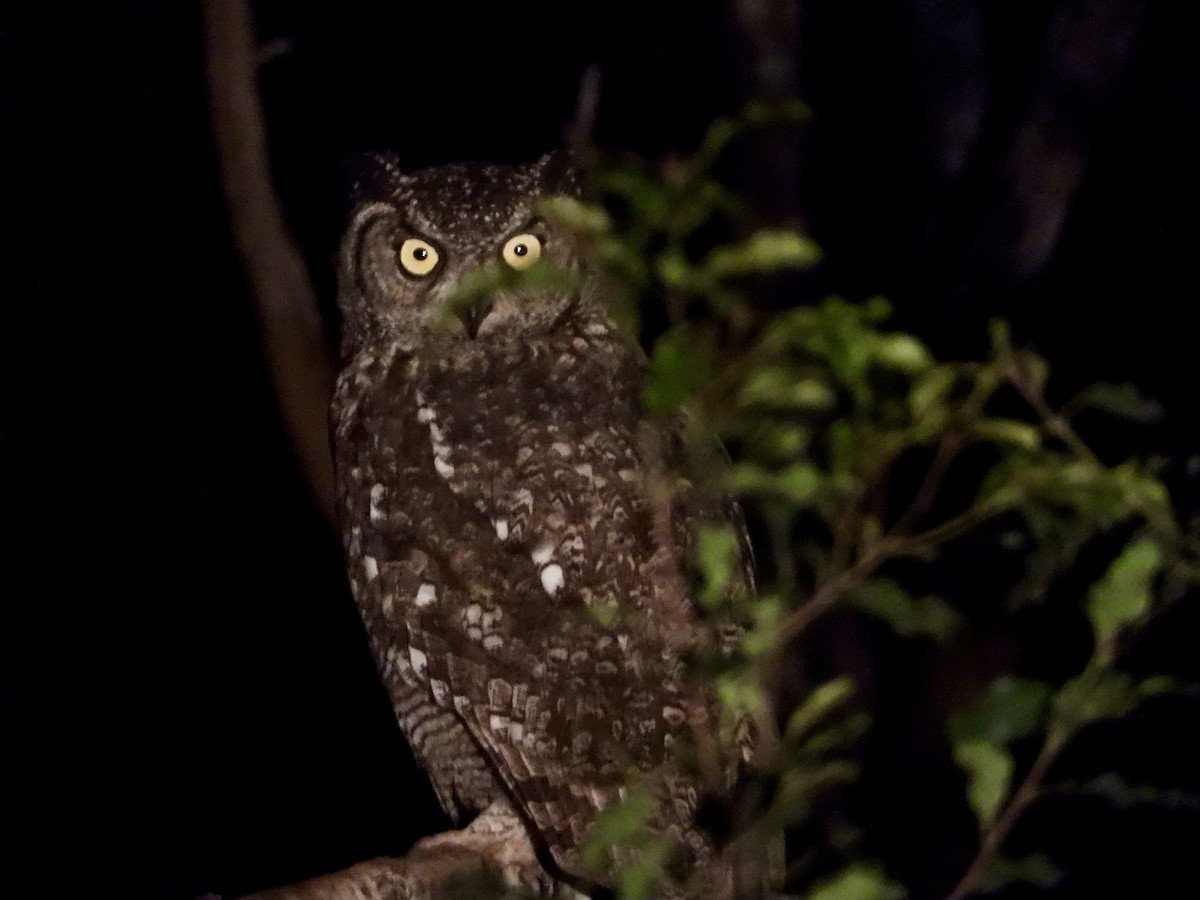 Spotted Eagle-Owl - ML618202707