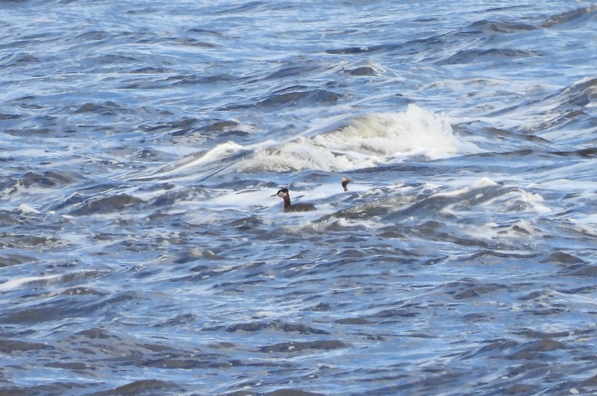 Red-necked Grebe - ML618202718