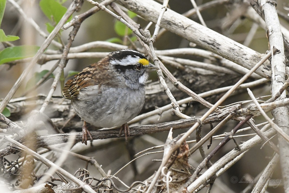 White-throated Sparrow - ML618202809
