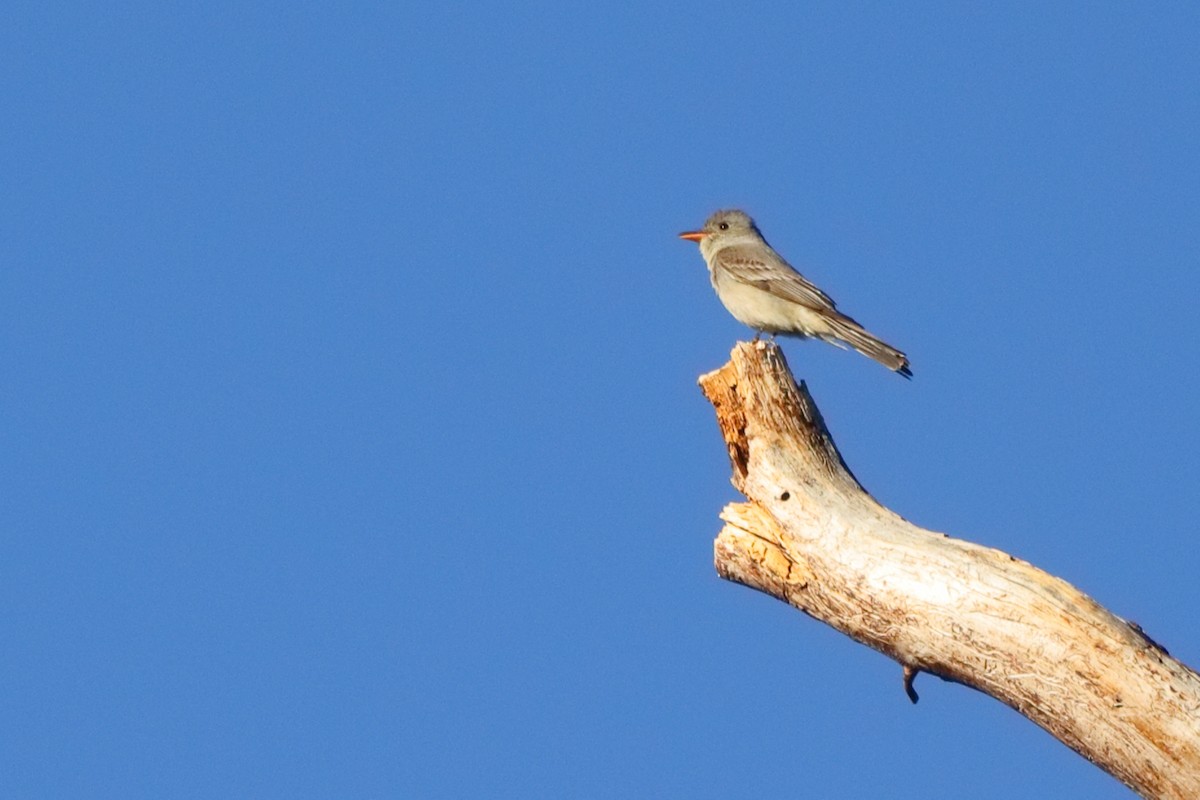 Greater Pewee - Shawn Miller