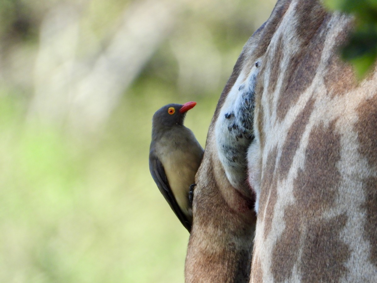 Red-billed Oxpecker - Gary Brent