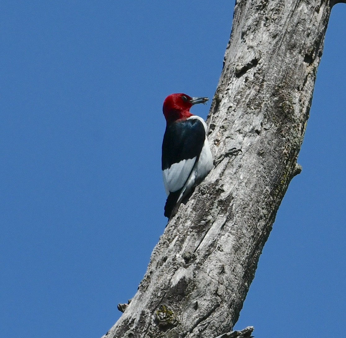Red-headed Woodpecker - Mike St.Pierre