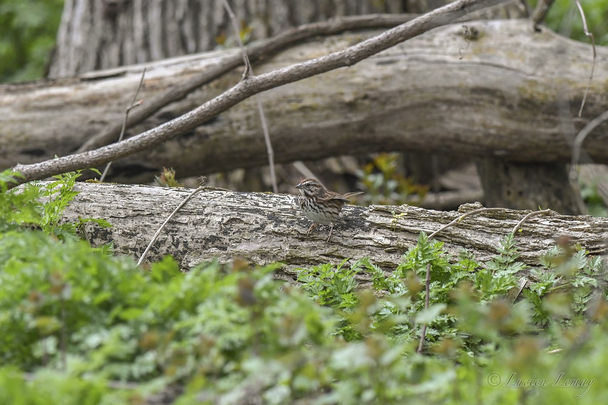 Song Sparrow - Lucien Lemay