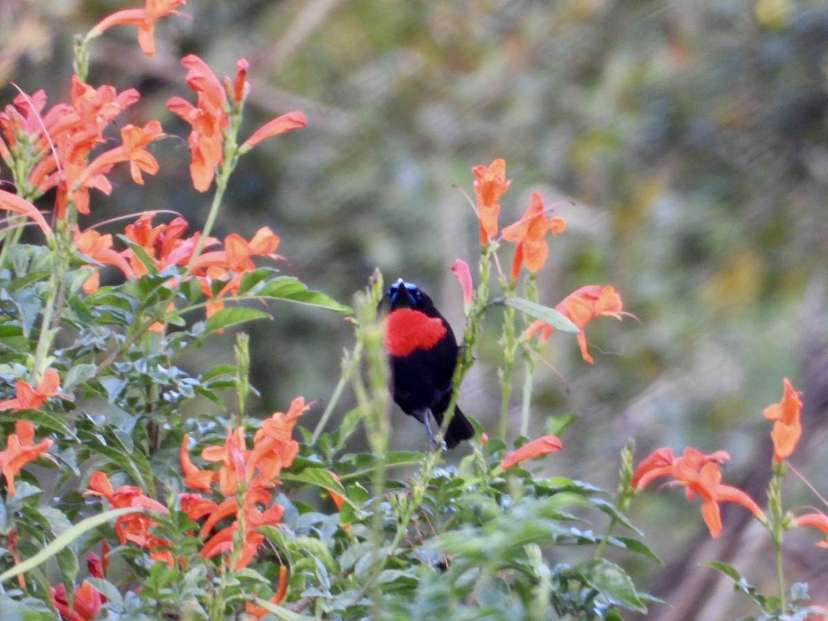 Scarlet-chested Sunbird - ML618202831