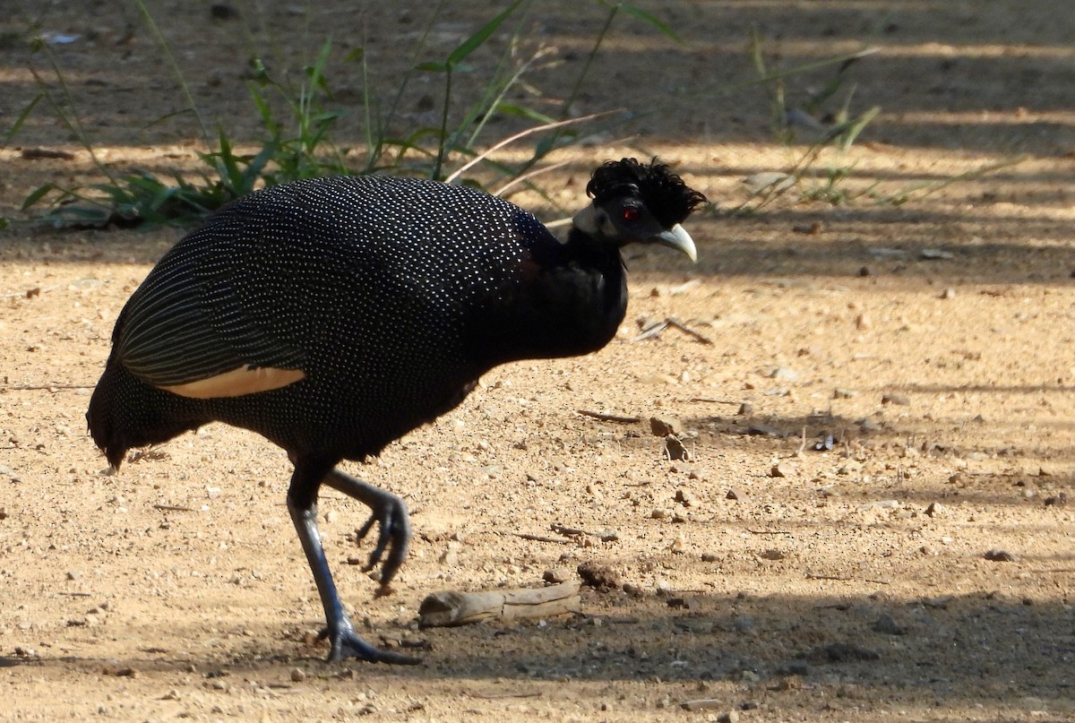 Southern Crested Guineafowl - Gary Brent