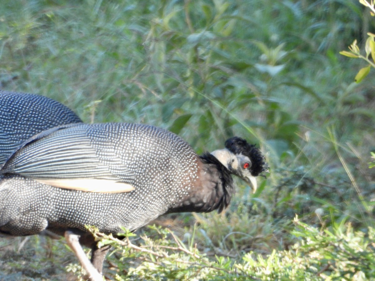 Southern Crested Guineafowl - Gary Brent