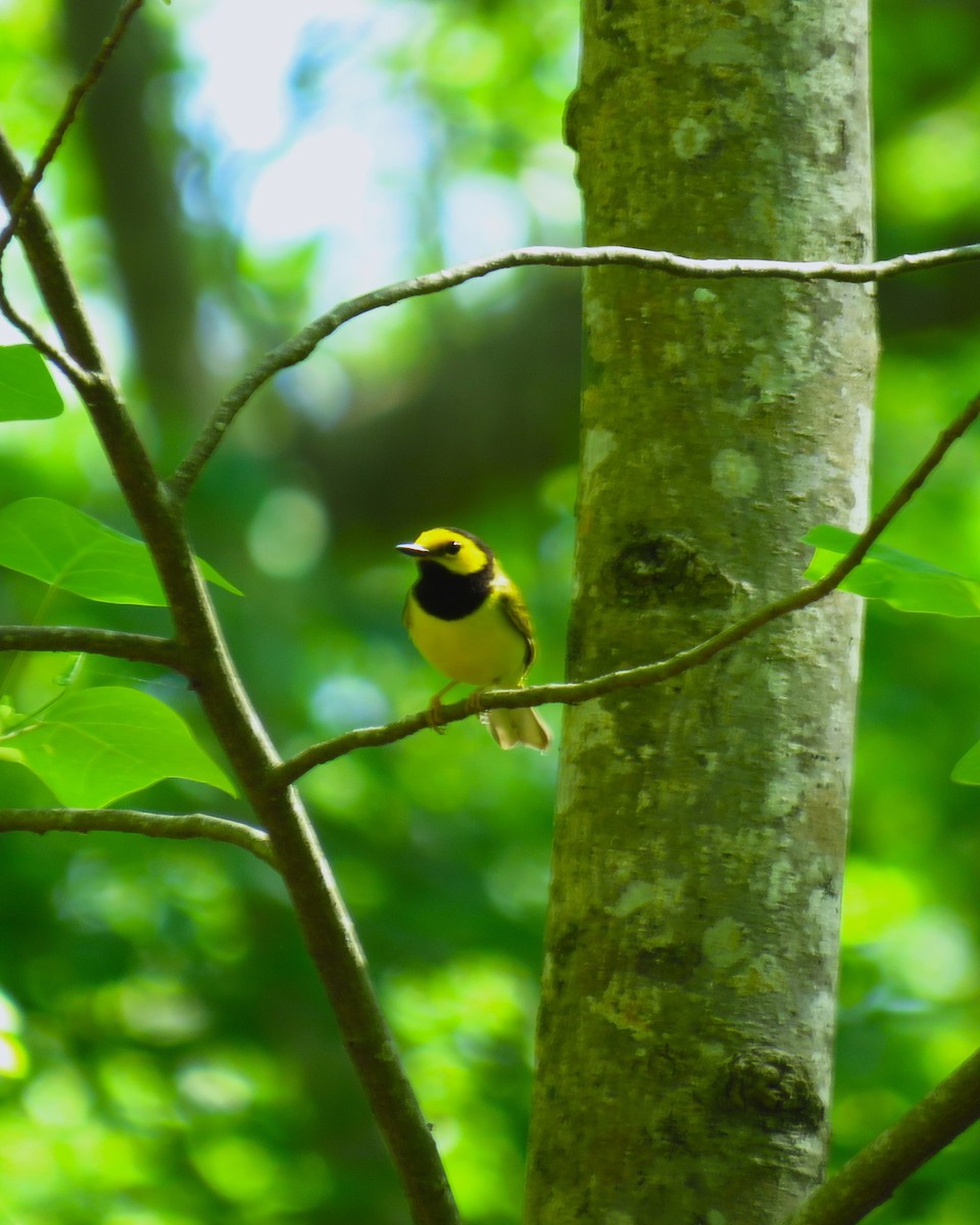 Hooded Warbler - Ron Ahle
