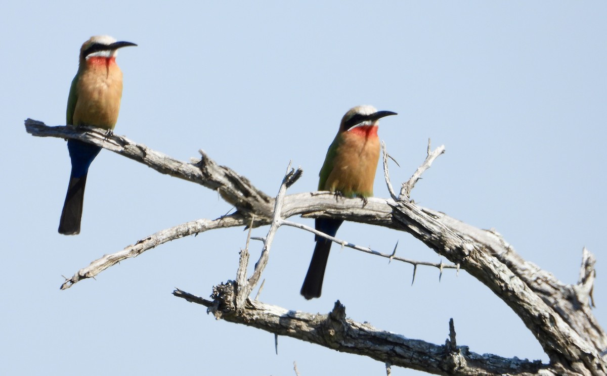 White-fronted Bee-eater - ML618202926