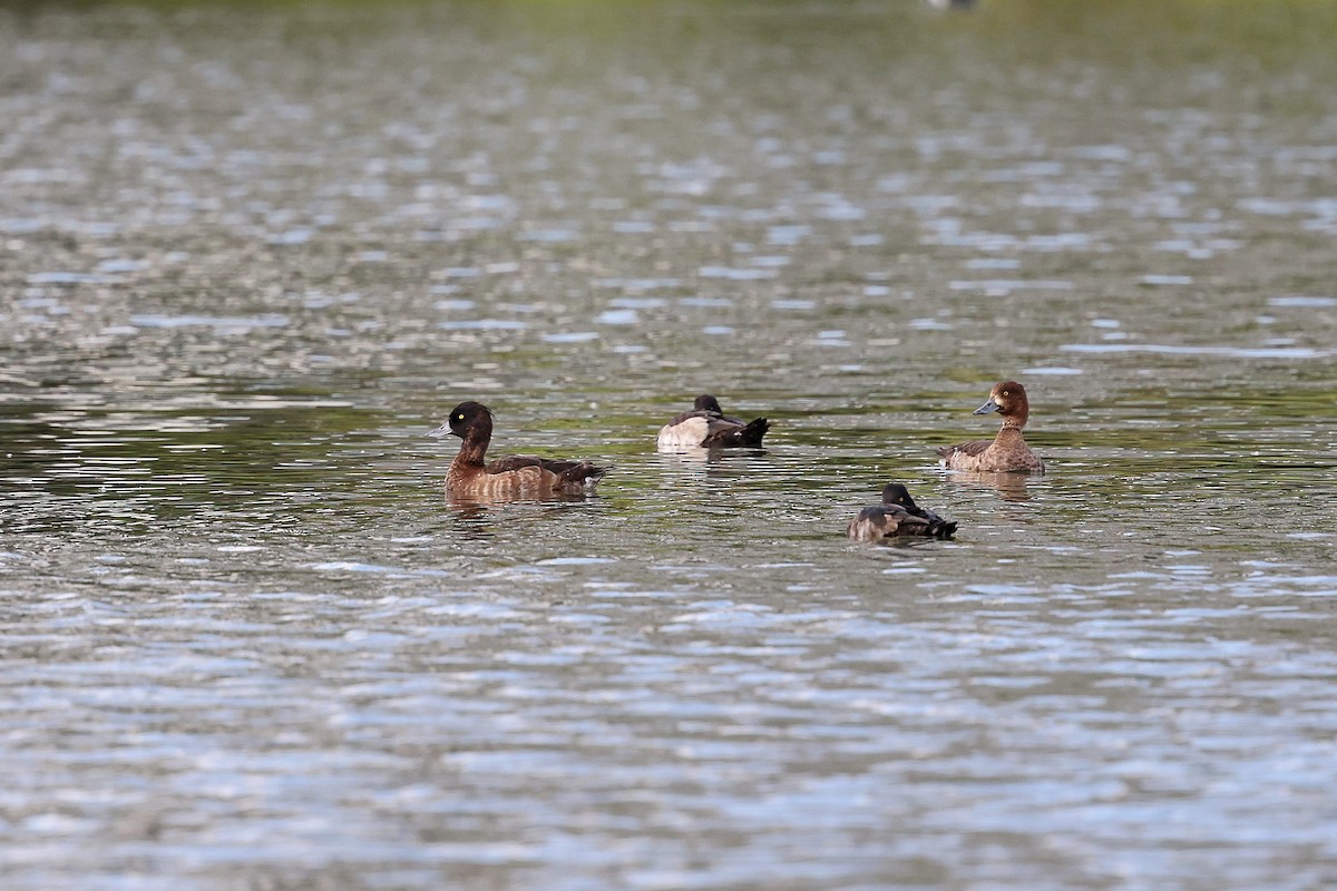 Tufted Duck - ML618202958