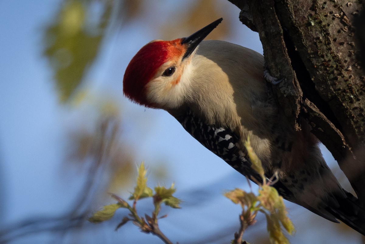 Red-bellied Woodpecker - L&J Meyer