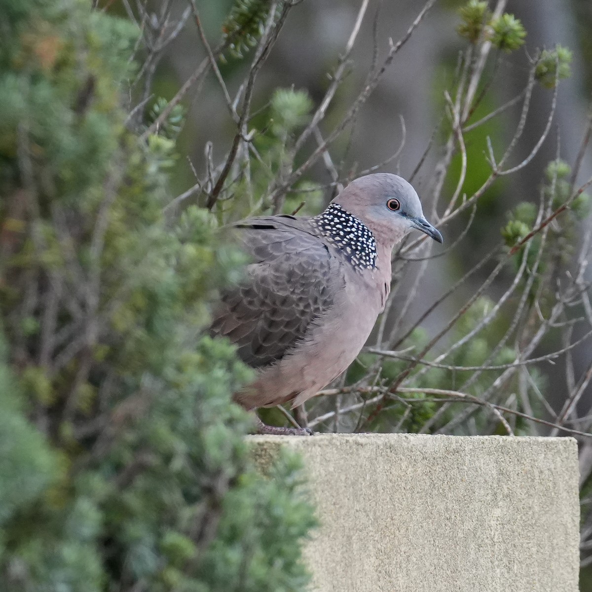 Spotted Dove - Yingchen Nie