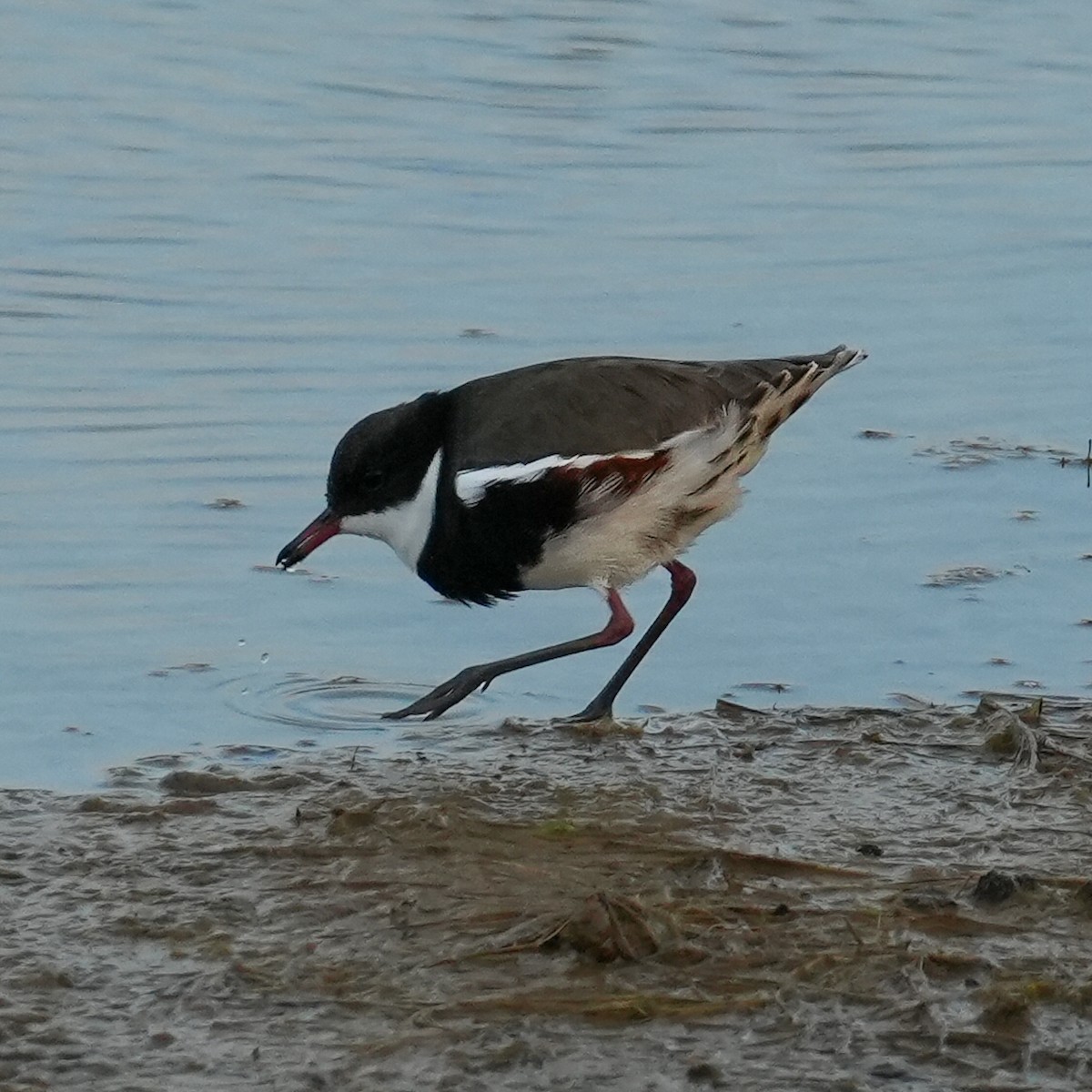 Red-kneed Dotterel - Yingchen Nie