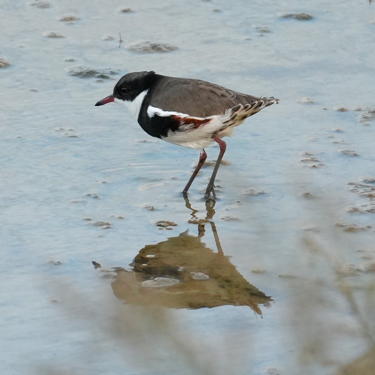 Red-kneed Dotterel - ML618203026