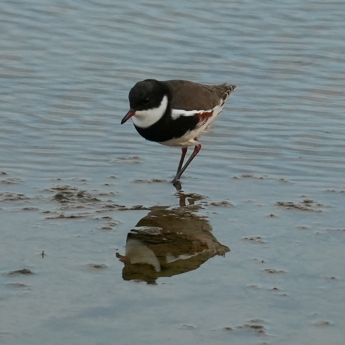 Red-kneed Dotterel - ML618203027