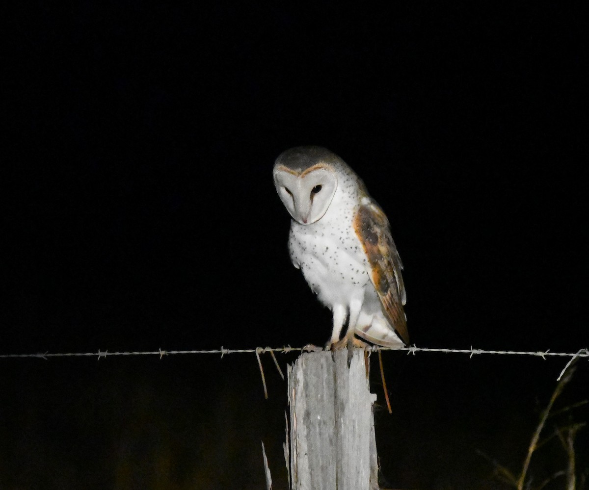 Barn Owl - Robert Anderson