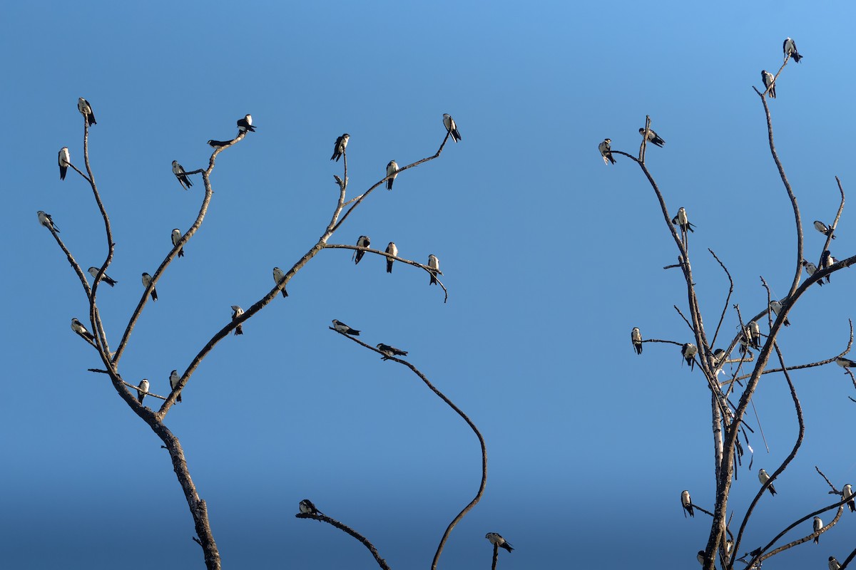 Blue-and-white Swallow - Enéas Junior