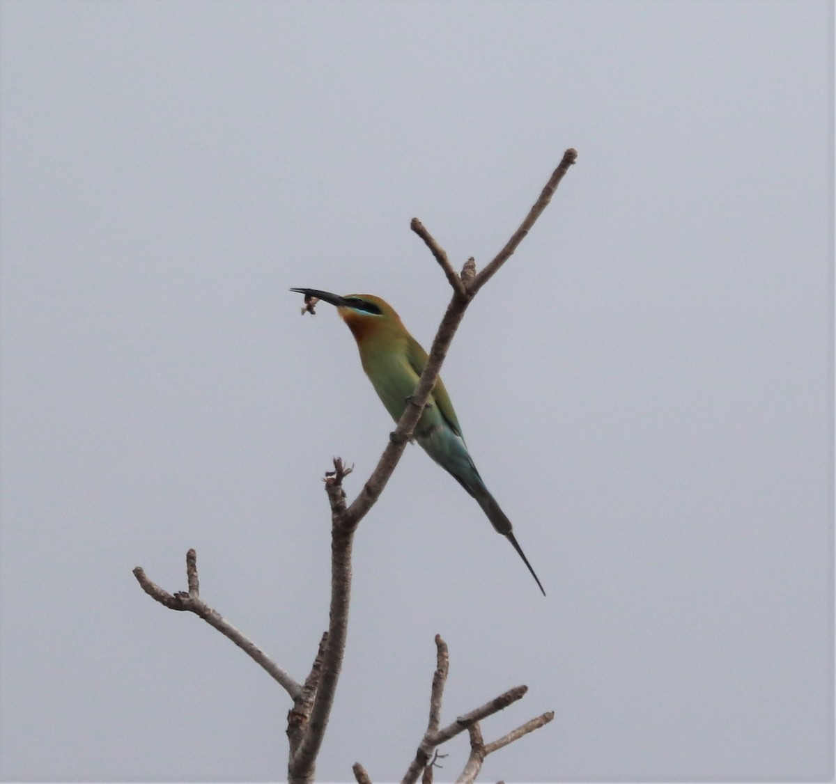 Blue-tailed Bee-eater - ML618203091