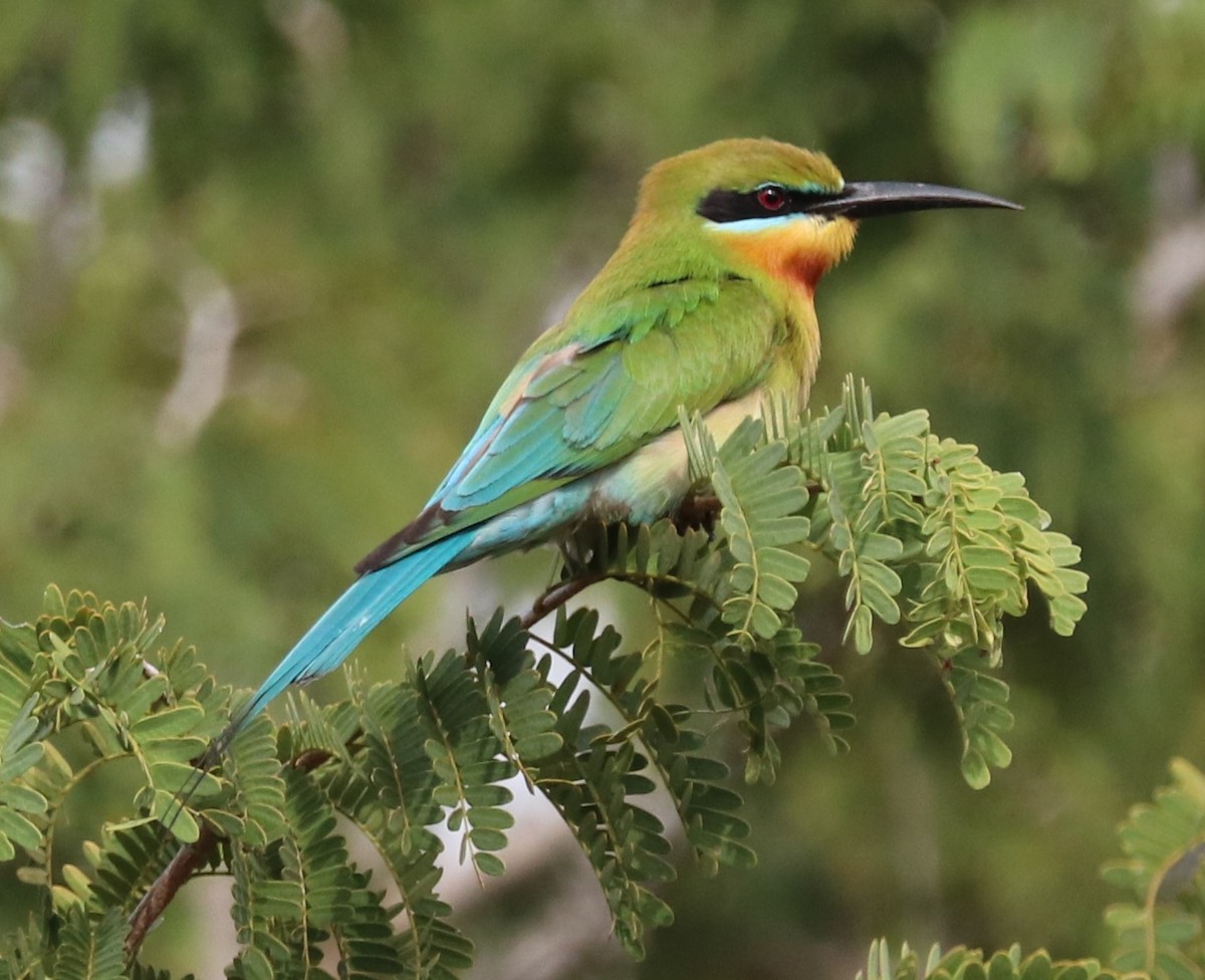 Blue-tailed Bee-eater - ML618203092