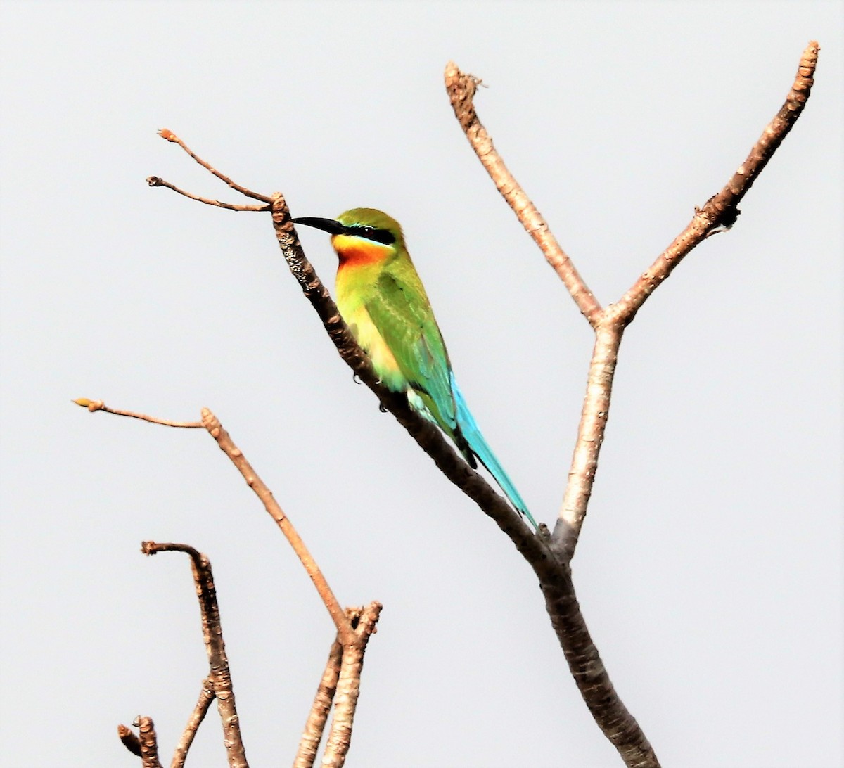 Blue-tailed Bee-eater - ML618203093