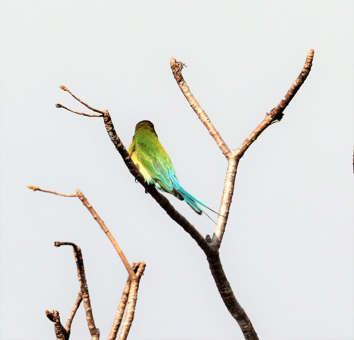 Blue-tailed Bee-eater - ML618203094