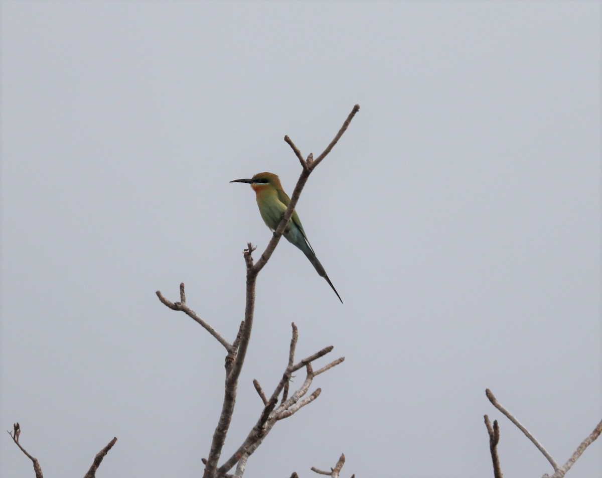 Blue-tailed Bee-eater - ML618203095