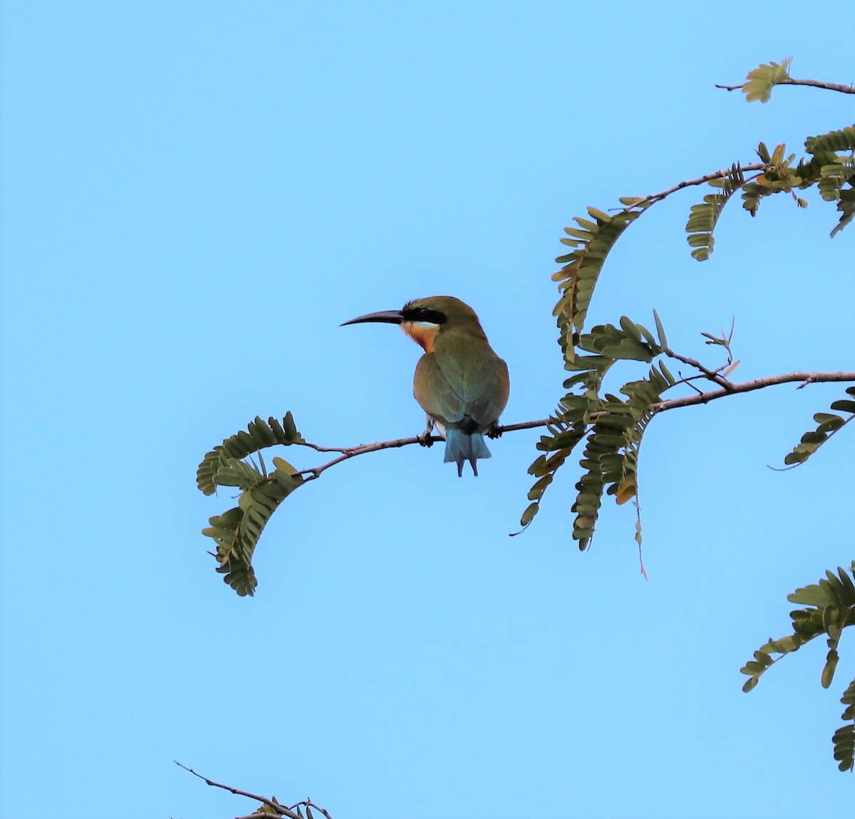 Blue-tailed Bee-eater - ML618203096