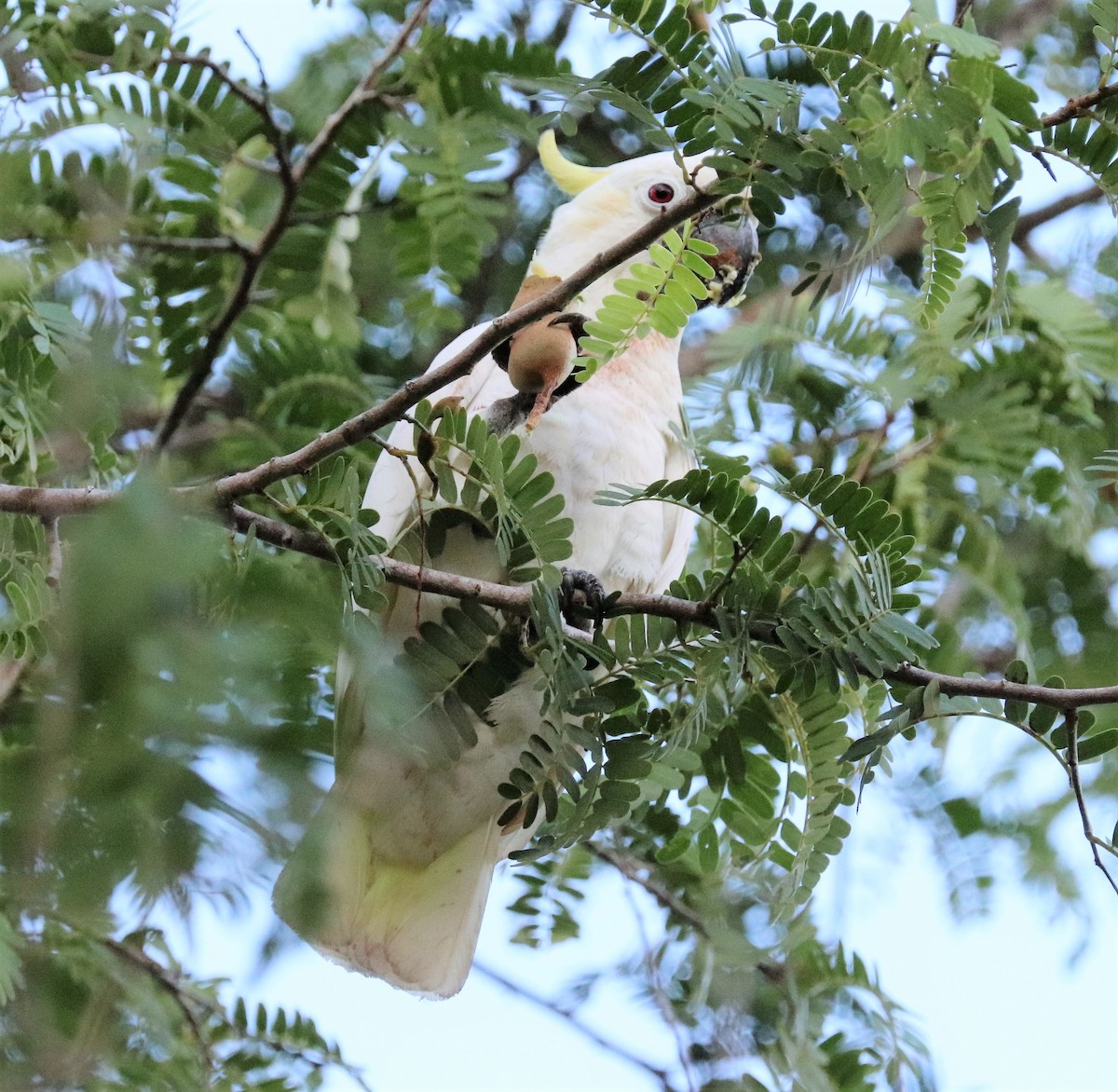 Yellow-crested Cockatoo - Sunil Zaveri