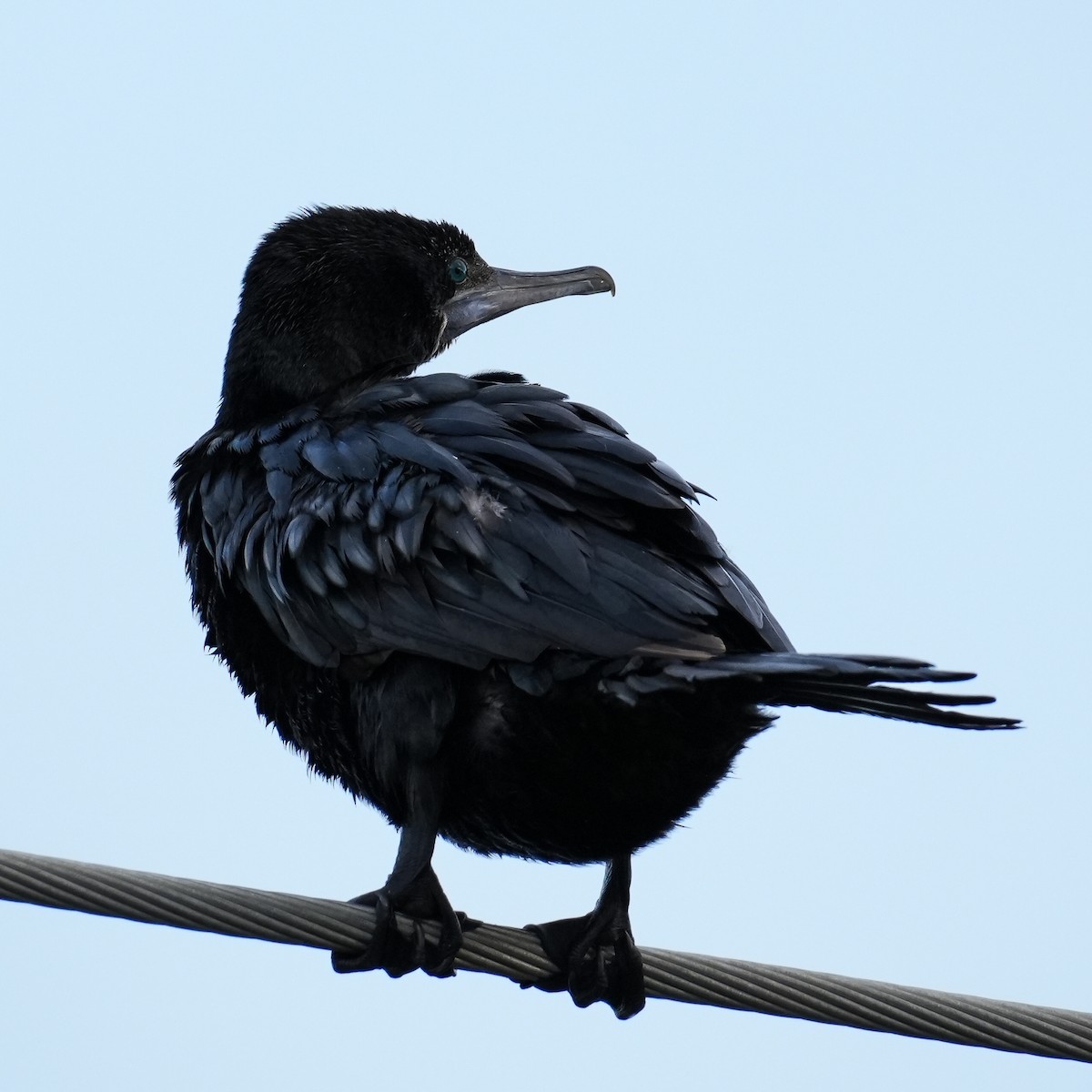 Little Black Cormorant - Yingchen Nie