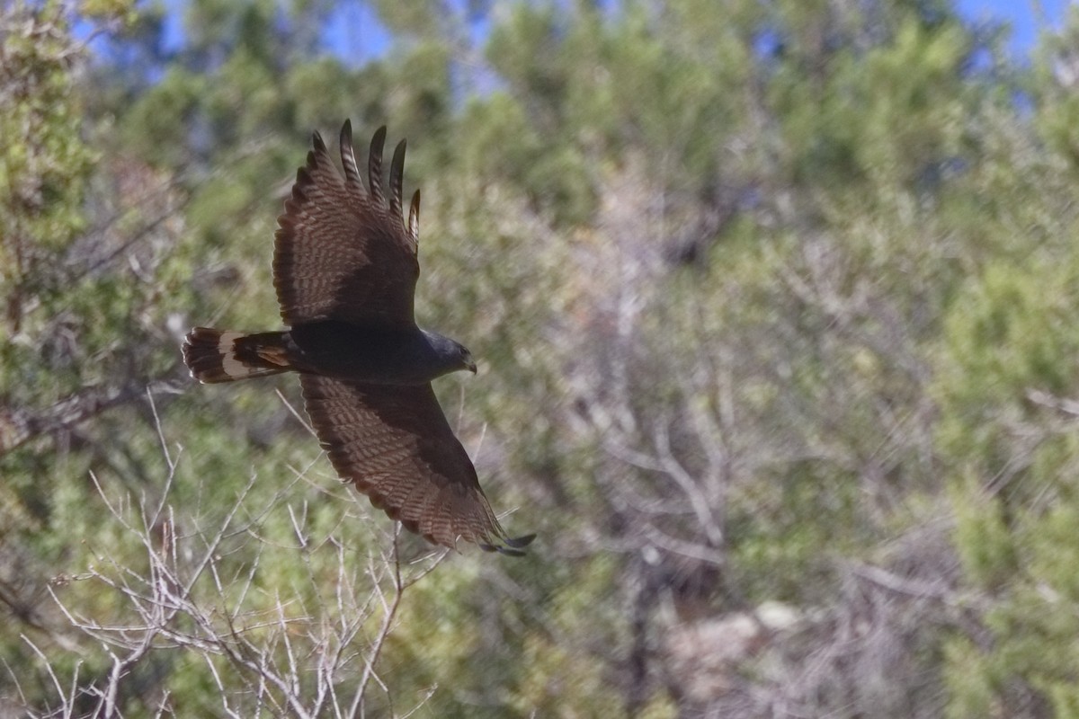 Zone-tailed Hawk - Shawn Miller