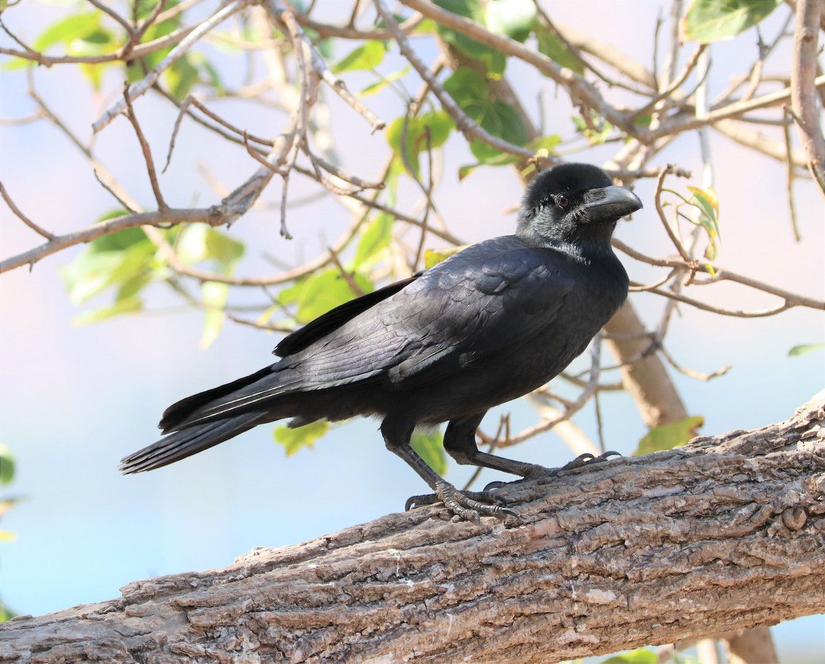 Large-billed Crow - ML618203155