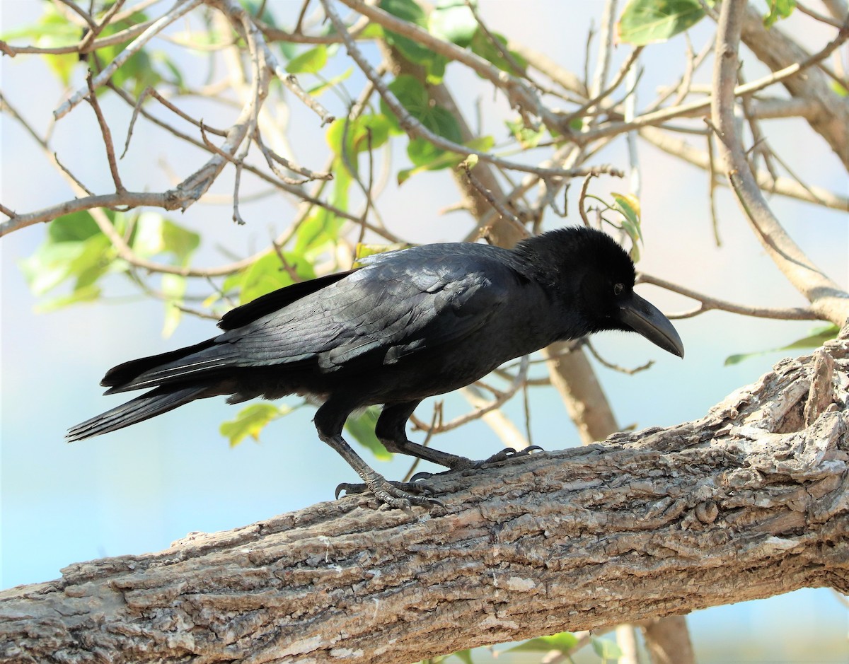 Large-billed Crow - Sunil Zaveri