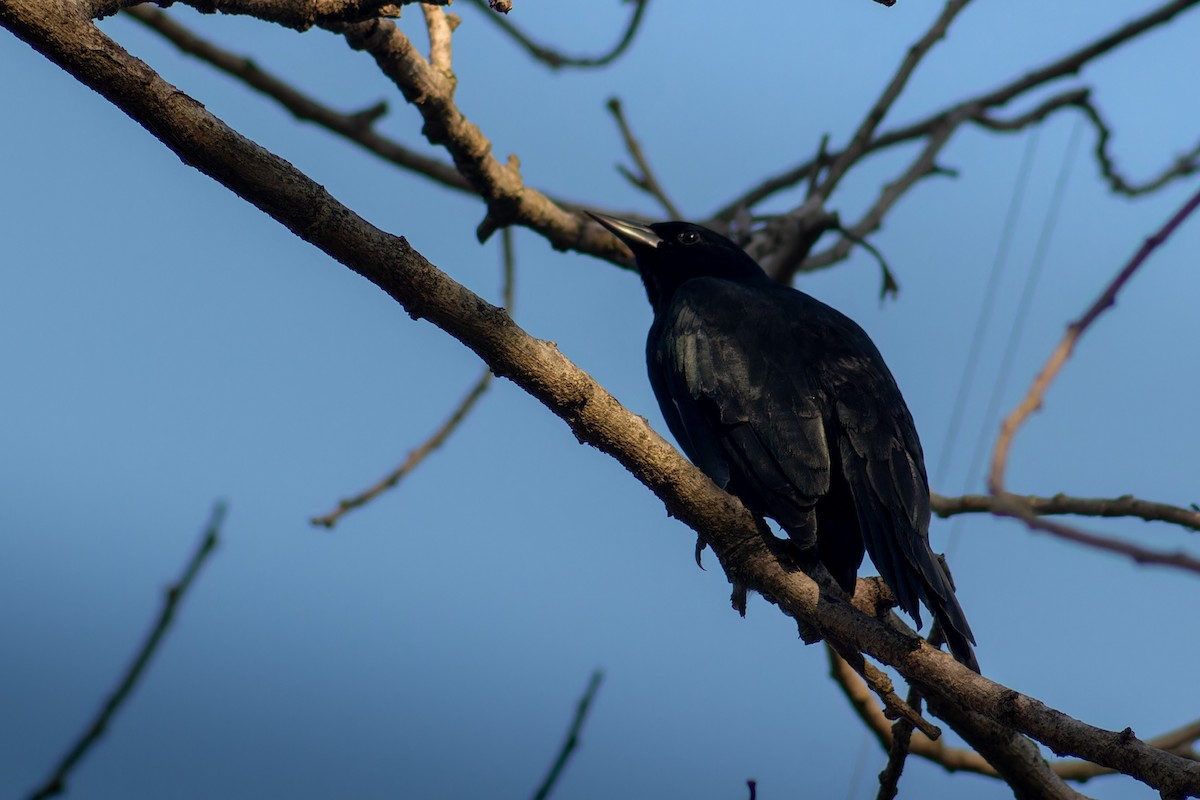 Unicolored Blackbird - Enéas Junior