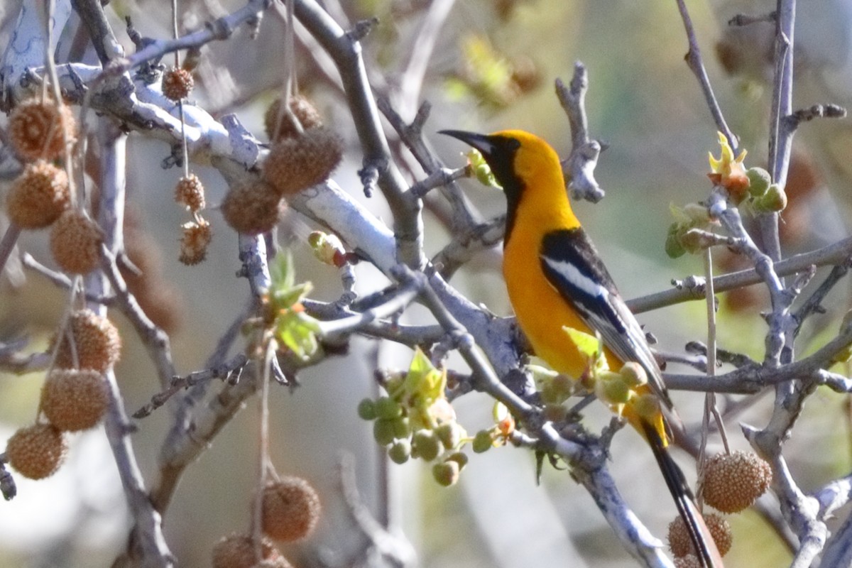 Hooded Oriole - Shawn Miller
