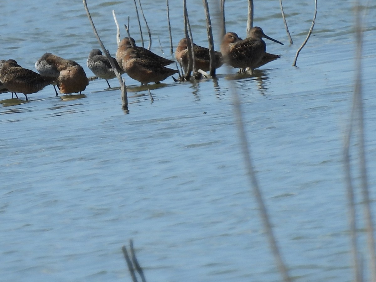 Long-billed Dowitcher - ML618203230