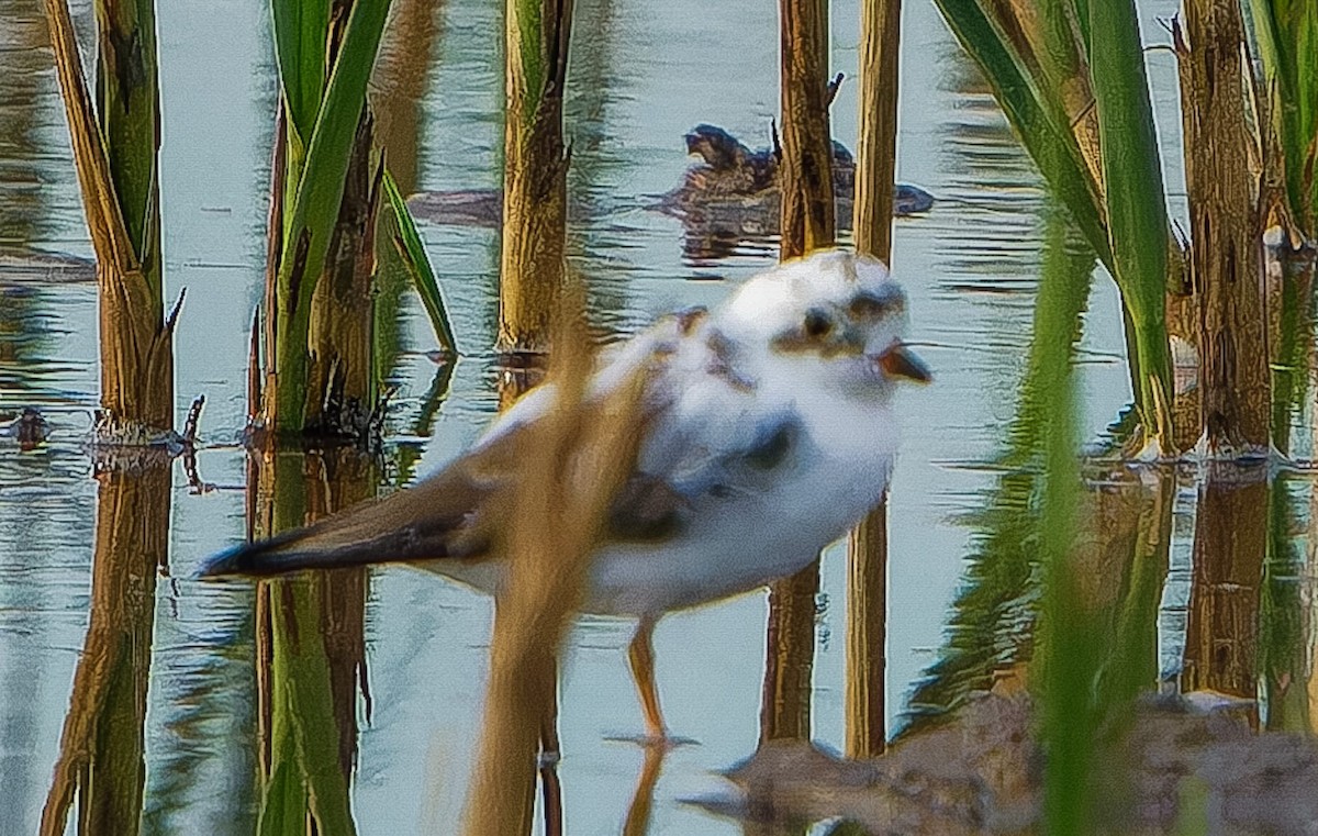 Semipalmated Plover - ML618203237