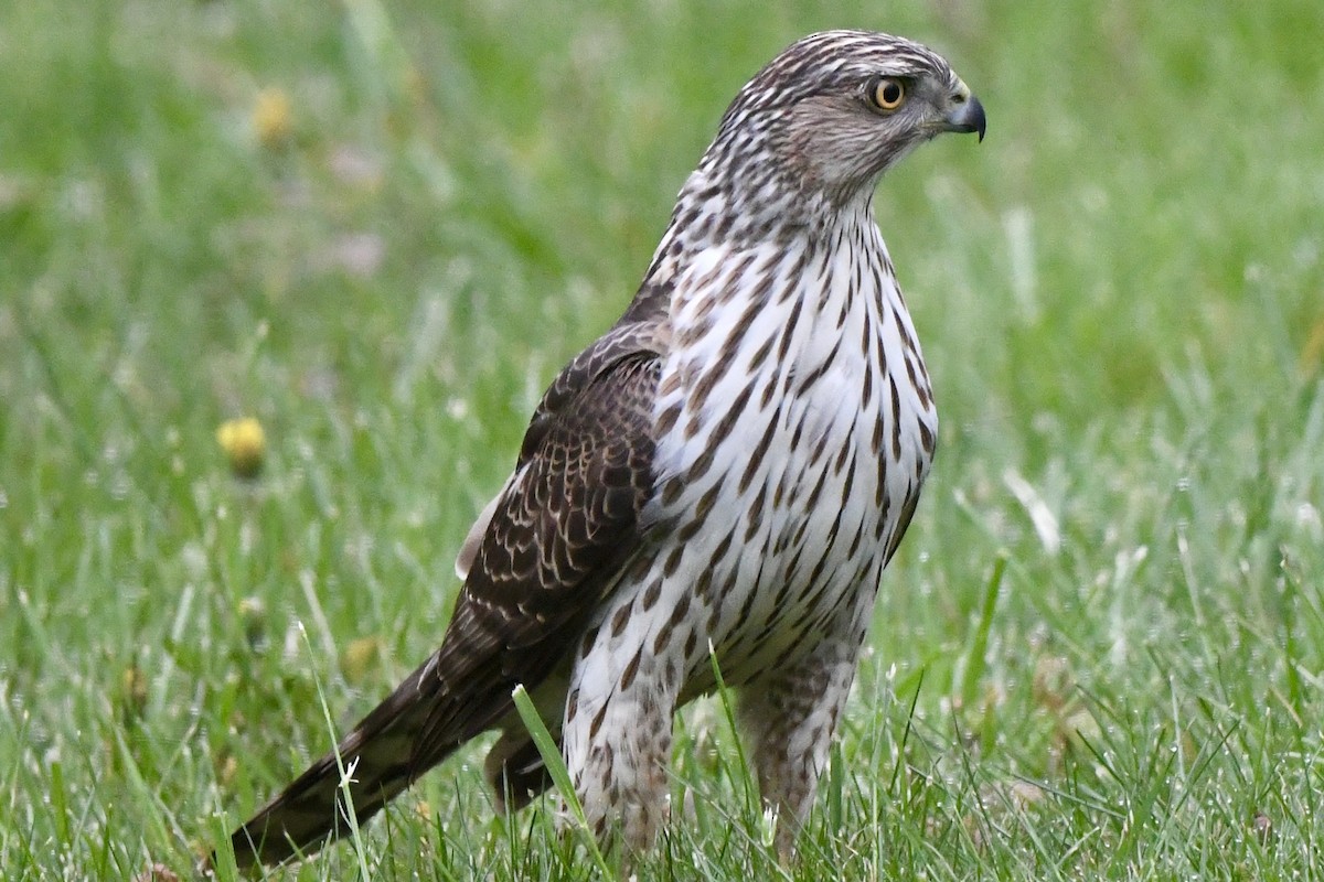 Cooper's Hawk - Mary Walsh