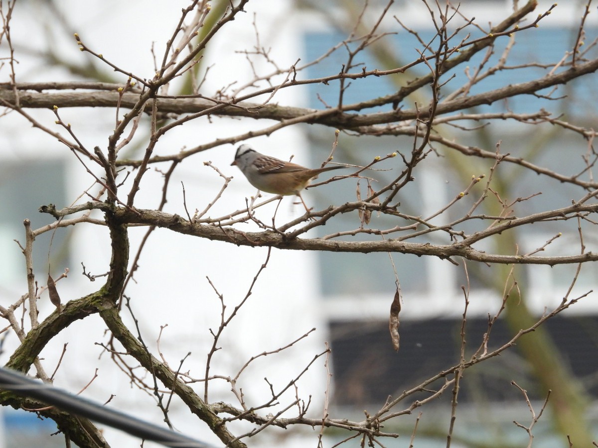 White-crowned Sparrow - Rosanne Petrich